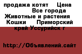 продажа котят  › Цена ­ 15 000 - Все города Животные и растения » Кошки   . Приморский край,Уссурийск г.